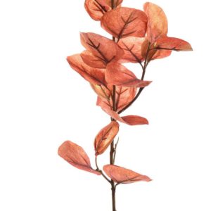 EUCALYPTUS DROOG 60CM ORANJE ROOD