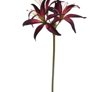 HIPPEASTRUM 80CM BURGUNDY